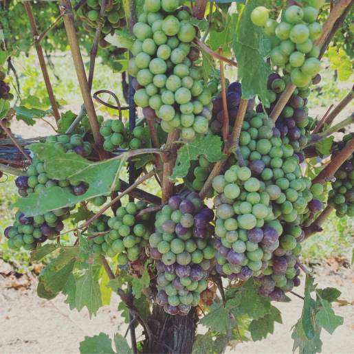 Veraison is here.....