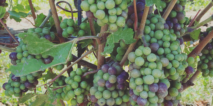 Veraison is here.....